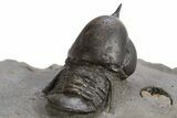 Pelagic Trilobite (Cyclopyge) Fossil - Huge Eyes #316655-5